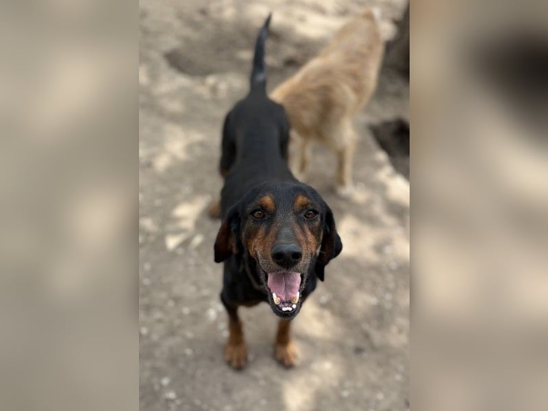 Nyro, geb. ca. 04/2022, lebt in GRIECHENLAND, auf einer privaten Pflegestelle