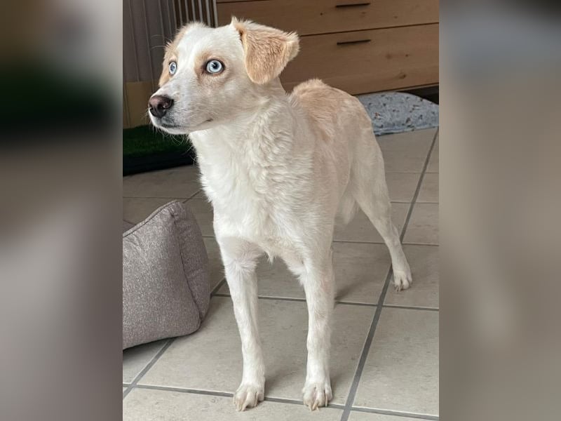 Shani, geb. ca. 01/2024, lebt auf einer Pflegestelle in 53947 Nettersheim