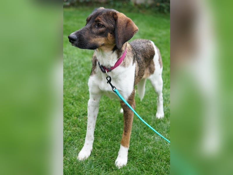 Diona, geb. ca. 05/2024, lebt lebt in 48291 Telgte, Vermittlungshilfe