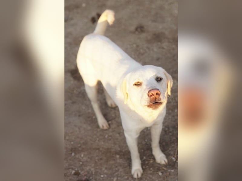 Gianna, geb. ca. 02/2022, lebt in GRIECHENLAND, im städt. Tierheim Serres