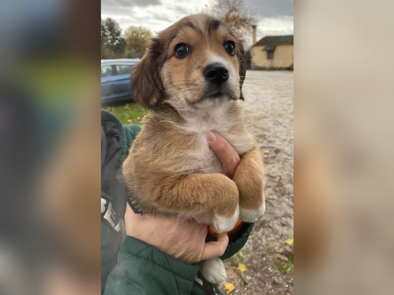 Barnes, geb. ca. 10/2025, lebt in GRIECHENLAND, im städt. Tierheim Serres