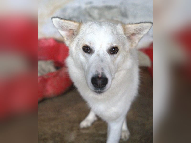 Thimia, geb. ca. 07/2023, lebt in GRIECHENLAND, auf einer privaten Pflegestelle