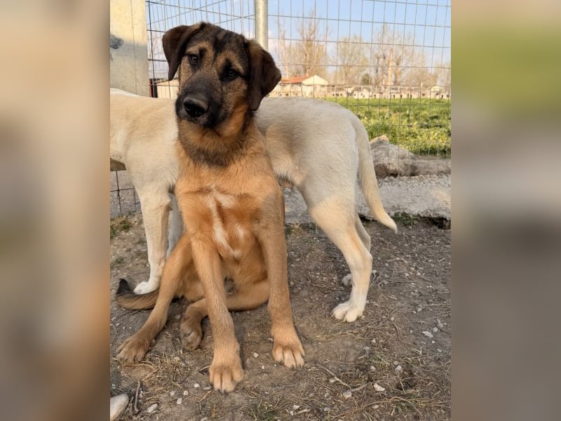 Maverick, geb. ca. 07/2025, lebt in GRIECHENLAND, im städt. Tierheim Serres