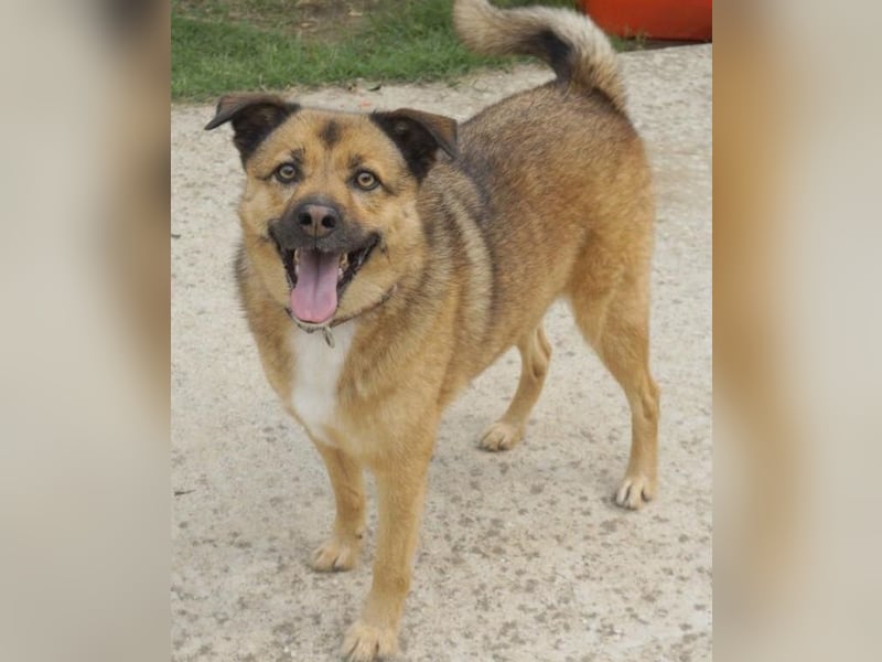 Aris-Jano, geb. ca. 02/16, lebt in GRIECHENLAND, auf einer privaten Pflegestelle