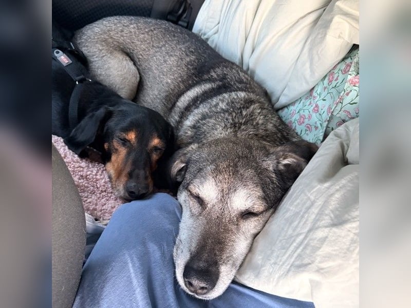 Neria, geb. ca. 11/2020, lebt auf einer Pflegestelle in 95168 Marktleuthen