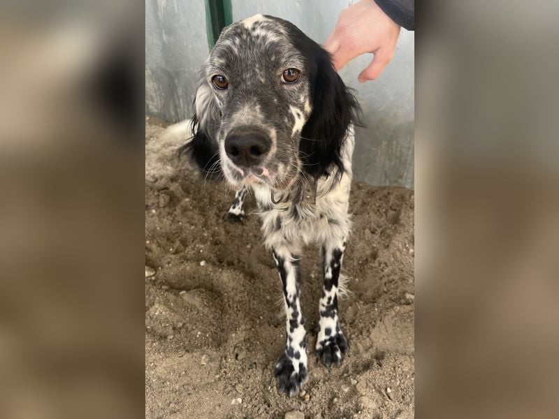 Finlo, geb. ca. 02/2024, lebt in GRIECHENLAND, auf einer privaten Pflegestelle