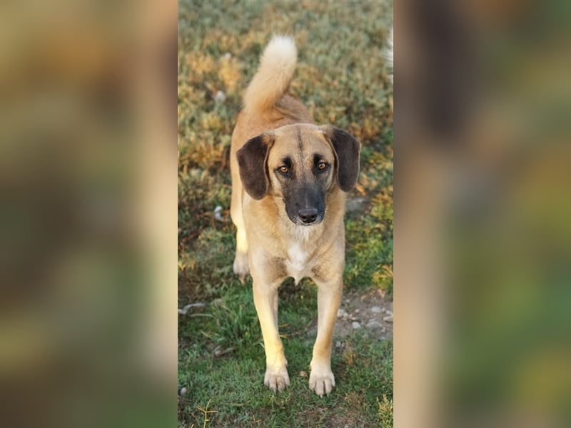 Fritz, geb. ca. 05/2022, lebt in GRIECHENLAND, im städt. Tierheim Serres