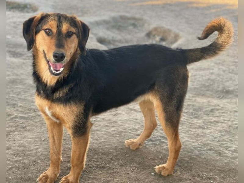 Rockie, geb. ca. 07/2025, lebt in GRIECHENLAND, im städt. Tierheim Serres