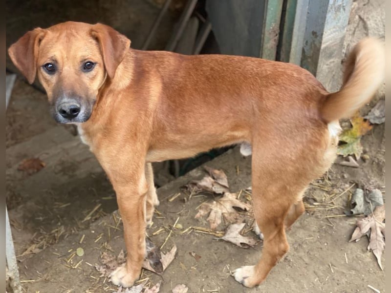 Hunter, geb. ca. 02/2025, lebt in GRIECHENLAND, auf einer privaten Pflegestelle