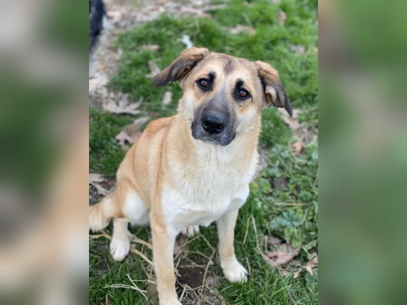 Heraya, geb. ca. 02/2025, lebt in GRIECHENLAND, auf einer privaten Pflegestelle