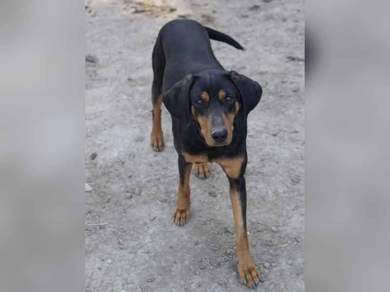 Frida, geb. ca. 01/2025, lebt in GRIECHENLAND, auf einer privaten Pflegestelle