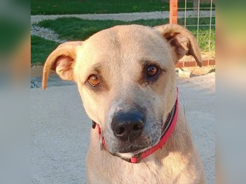 Coco, geb. ca. 07/2022, lebt in GRIECHENLAND, auf einer privaten Pflegestelle