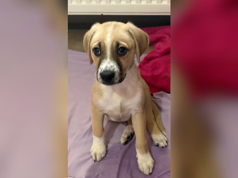 Cola, geb. ca. 11/2025, lebt in GRIECHENLAND, auf einer privaten Pflegestelle