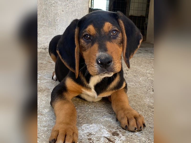 Jäger, geb. ca. 08/2025, lebt in GRIECHENLAND, im städt. Tierheim Serres