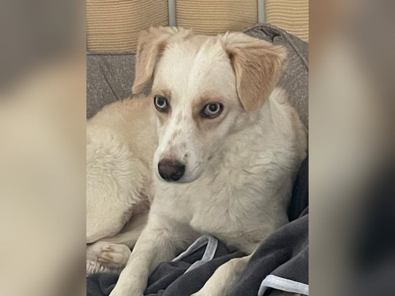 Shani, geb. ca. 01/2024, lebt auf einer Pflegestelle in 53947 Nettersheim