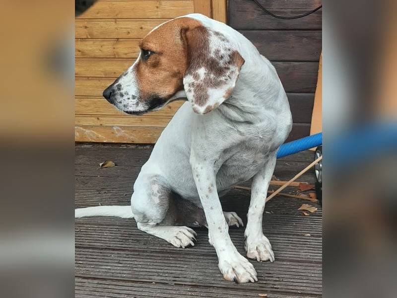 Zack, geb. ca. 10/2022, lebt auf einer Pflegestelle in 23556 Lübeck