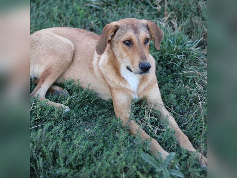 Henning, geb. ca. 12/2023, lebt in GRIECHENLAND, im städt. Tierheim Serres