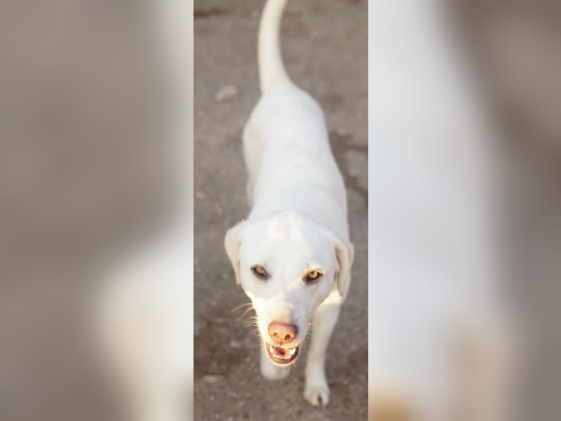 Gianna, geb. ca. 02/2022, lebt in GRIECHENLAND, im städt. Tierheim Serres