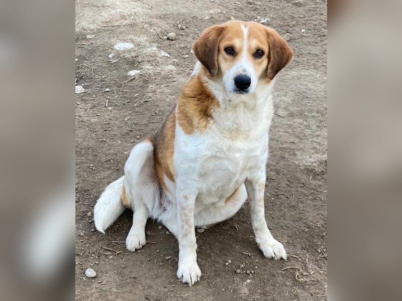 Katja, geb. ca. 12/2019, lebt in GRIECHENLAND, im städt. Tierheim Serres
