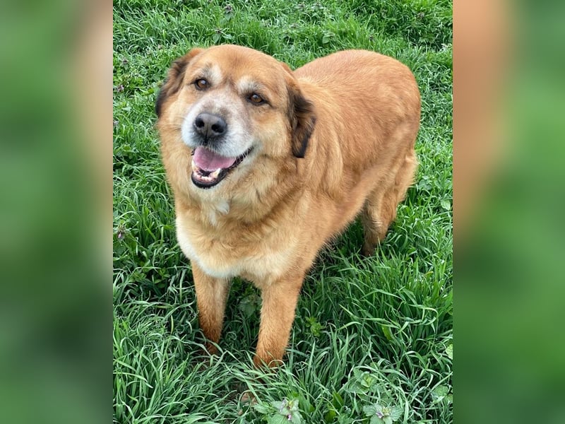 Gandhi, geb. ca. 12/2018, lebt in GRIECHENLAND, im städt. Tierheim Serres