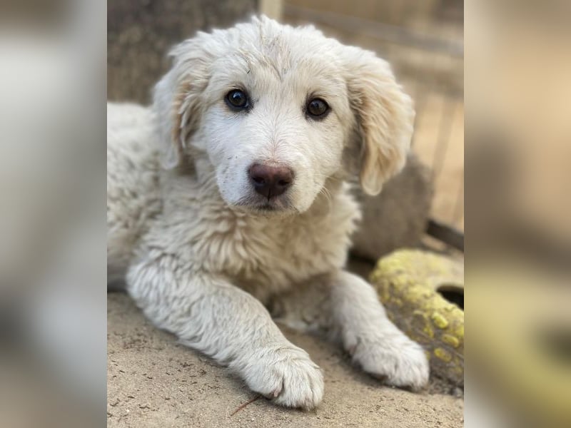 Tiramisu, geb. ca. 01/2026, lebt in GRIECHENLAND, auf einer privaten Pflegestelle