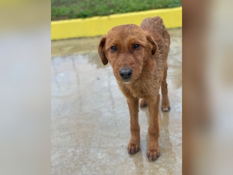 Kayla, geb. ca. 08/2025, lebt in GRIECHENLAND, im städt. Tierheim Serres