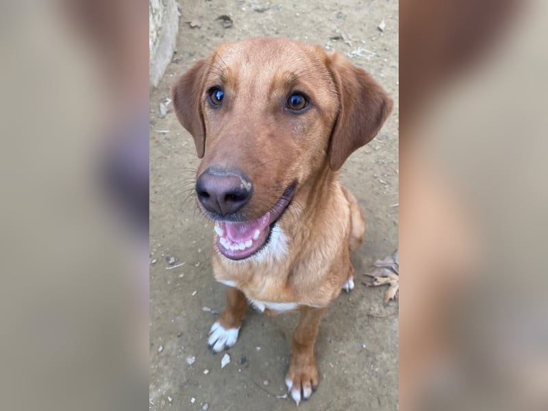 Karamell, geb. ca. 06/2025, lebt in GRIECHENLAND, auf einer privaten Pflegestelle