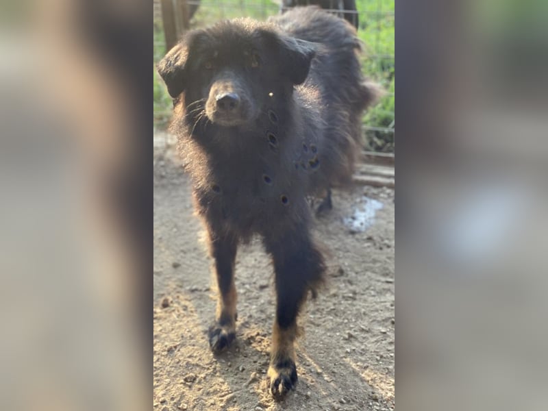 Kayra, geb. ca. 09/2018, lebt in GRIECHENLAND, im städt. Tierheim Serres