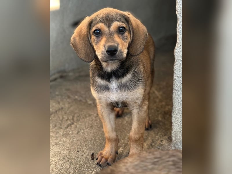 Lenny, geb. ca. 05/2026, lebt in GRIECHENLAND, im städt. Tierheim Serres