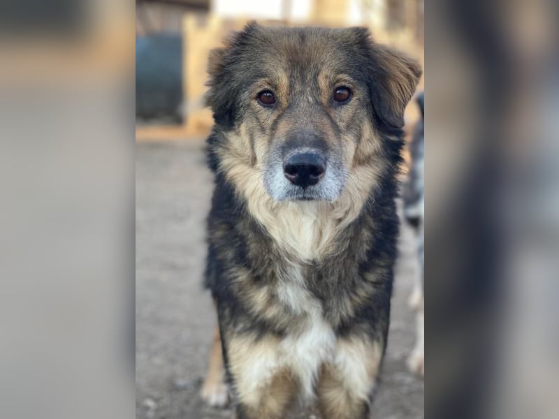 Shiou, geb. ca. 12/2023, lebt in GRIECHENLAND, im städt. Tierheim Serres