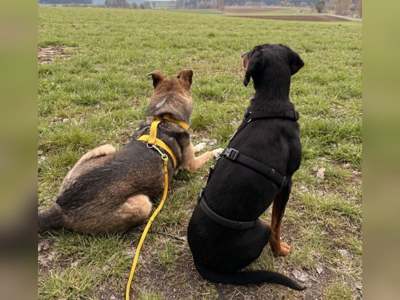 Neria, geb. ca. 11/2020, lebt auf einer Pflegestelle in 95168 Marktleuthen