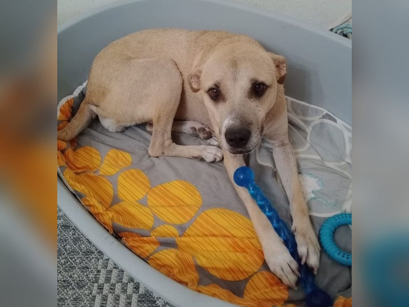 Coco, geb. ca. 07/2022, lebt in GRIECHENLAND, auf einer privaten Pflegestelle