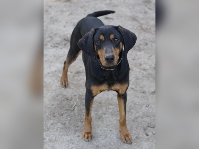 Frida, geb. ca. 01/2025, lebt in GRIECHENLAND, auf einer privaten Pflegestelle