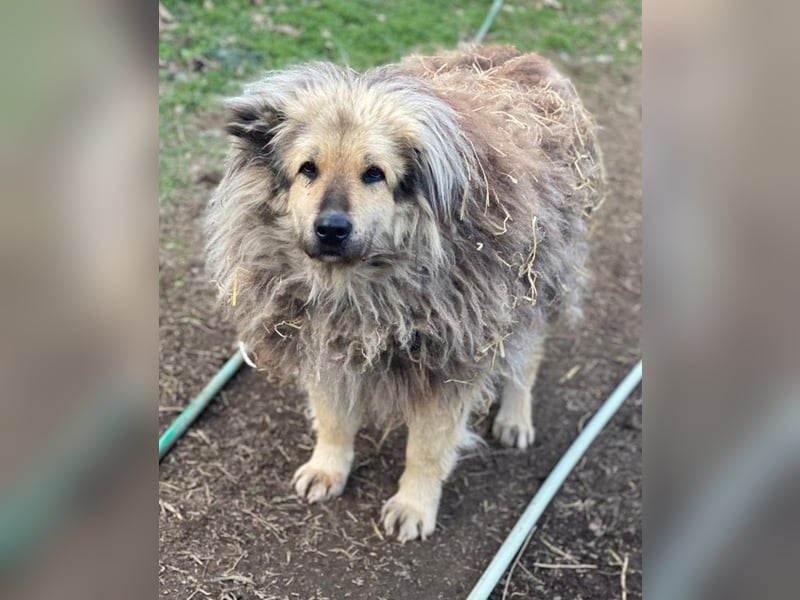 Mandy Lou geb. ca. 11/2020, lebt in GRIECHENLAND, auf einer privaten Pflegestelle