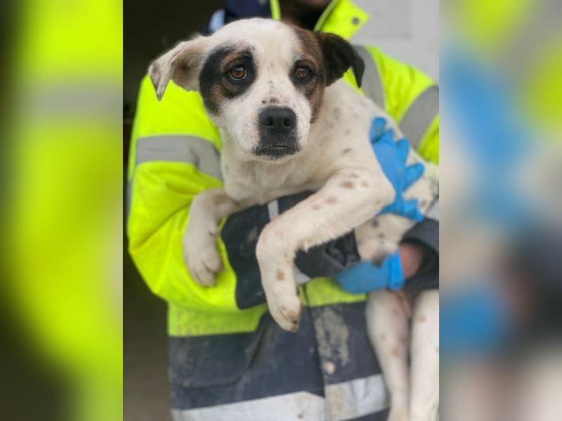 Eva, geb. ca.12/2024, lebt in GRIECHENLAND, auf einer privaten Pflegestelle