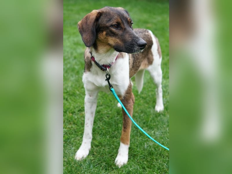 Diona, geb. ca. 05/2024, lebt lebt in 48291 Telgte, Vermittlungshilfe