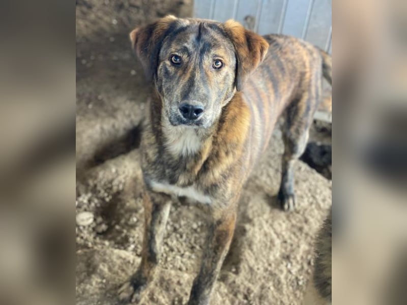 Fiyero, geb. ca. 07/2025, lebt in GRIECHENLAND, im städt. Tierheim Serres