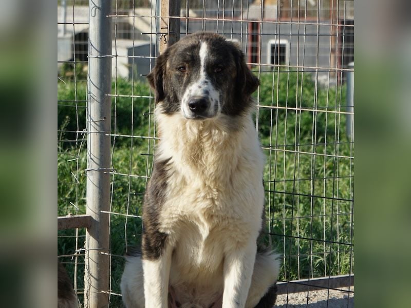 Yari, geb. ca. 05/2025, lebt in GRIECHENLAND, im städt. Tierheim Serres