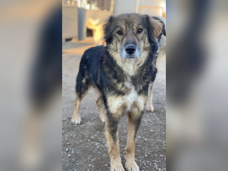 Shiou, geb. ca. 12/2023, lebt in GRIECHENLAND, im städt. Tierheim Serres