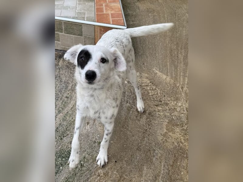 Meybel geb. ca. 02/2025, lebt in GRIECHENLAND, auf einer privaten Pflegestelle