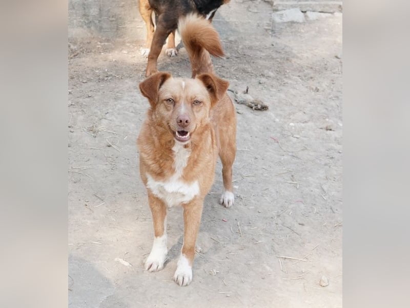 Rosalie, geb. ca. 12/2022, lebt in GRIECHENLAND, auf einer privaten Pflegestelle