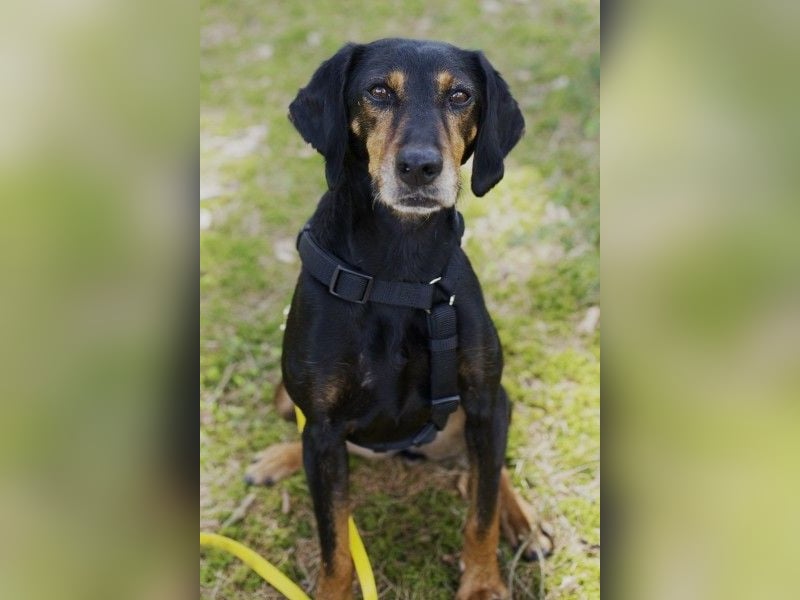 Neria, geb. ca. 11/2020, lebt auf einer Pflegestelle in 95168 Marktleuthen