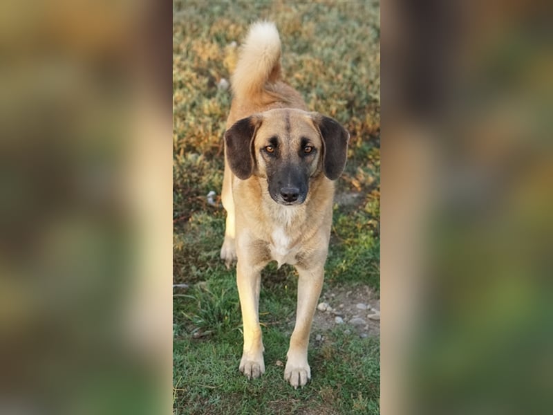 Fritz, geb. ca. 05/2022, lebt in GRIECHENLAND, im städt. Tierheim Serres