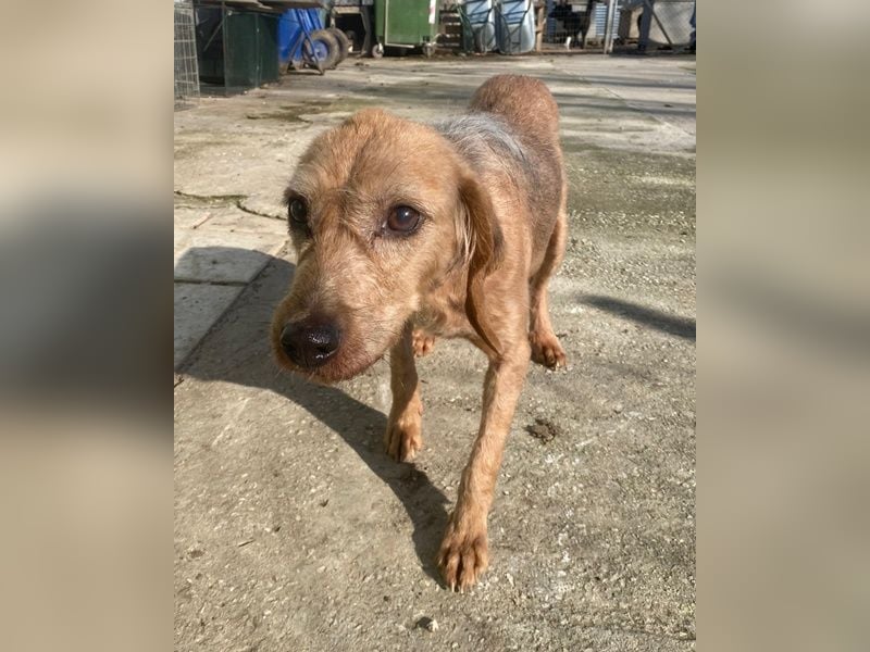 Tharu, geb. ca. 01/2024, lebt in GRIECHENLAND, im städt. Tierheim Serres, Vermittlungshilfe