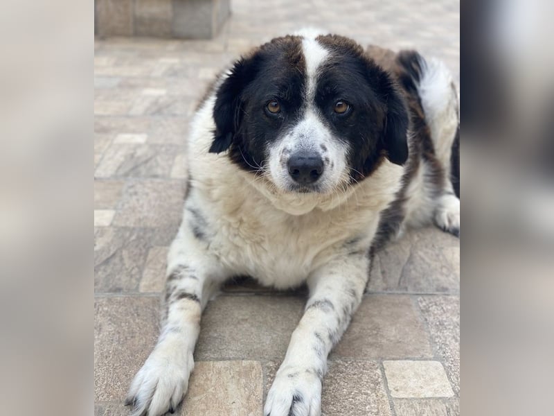 Linda, geb. ca. 09/2015, lebt in GRIECHENLAND, auf einer privaten Pflegestelle