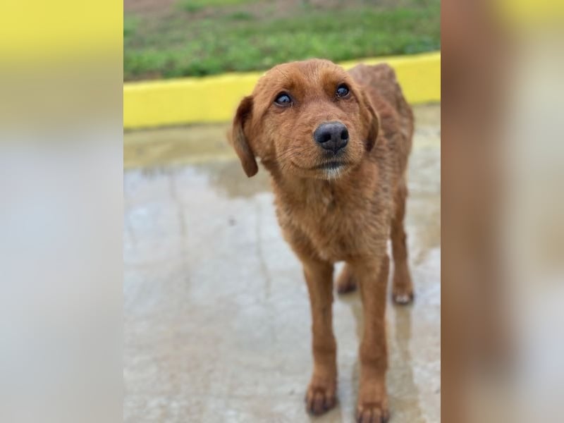 Kayla, geb. ca. 08/2025, lebt in GRIECHENLAND, im städt. Tierheim Serres