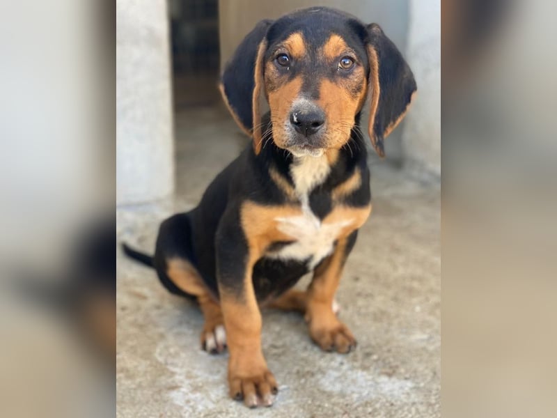 Jäger, geb. ca. 08/2025, lebt in GRIECHENLAND, im städt. Tierheim Serres