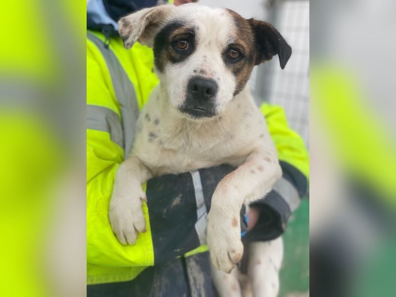 Eva, geb. ca.12/2024, lebt in GRIECHENLAND, auf einer privaten Pflegestelle