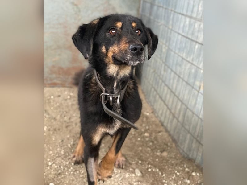 Seli, geb. ca. 02/2021, lebt in GRIECHENLAND, auf einer privaten Pflegestelle