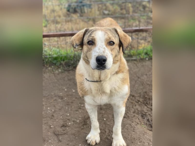 Philina, geb. ca. 11/2019, lebt in GRIECHENLAND, im städt. Tierheim Serres